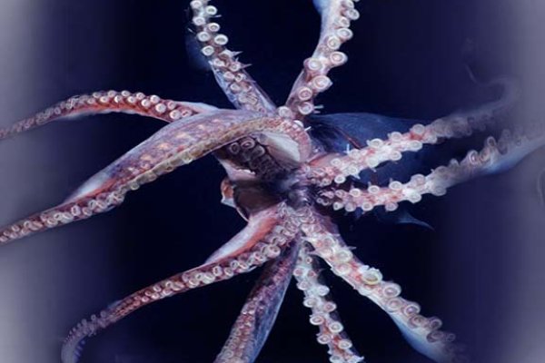2kr kraken